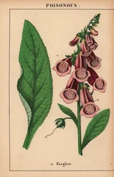dedaleira roxa  , de "The Instructive Picturebook, or Lessons from the Vegetable World," [Charlotte Mary Yonge], Edimburgo
