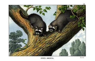 Racoon