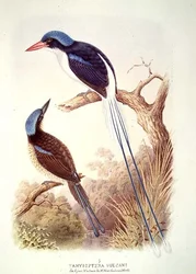 Guarda-rios-de-cauda-em-raquete, fól. 12, vol. III, de «O livro das aves» de A. M. Lysaght