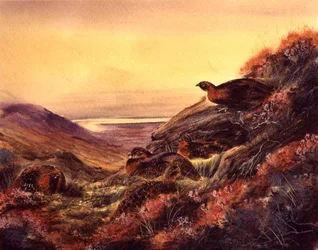 Lagópodes-escoceses na charneca, c. 1890