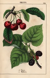 Cerejas vermelhas e frutos de amora , do "The Instructive Picturebook, or Lessons from the Vegetable World," [Charlotte Mary Yonge], Edimburgo