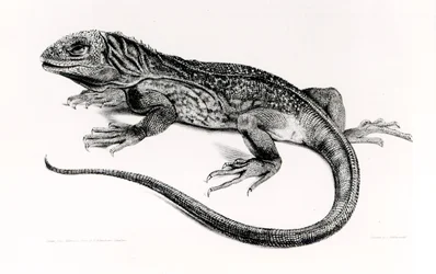 Réptil, ilustração de "A Zoologia da Viagem do HMS Beagle, 1832-36", de Charles Darwin (1809-92)