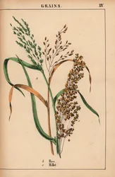 Arroz e painço, de "The Instructive Picturebook, or Lessons from the Vegetable World," [Charlotte Mary Yonge], Edimburgo