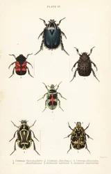 Escaravelhos-da-rocha: Cetonia fascicularis 1, Heterorhina macleayi 2, Gametoides subfasciata 3, escaravelho, Eupoecila australasiae 4, Gymnetis hieroglyphica 5 e Gymnetis marmorea 6