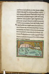 Real 12 F.XIII, f.13v Um elefante grande e um pequeno em um riacho cheio de peixes.  Bestiário (ff. 3-141), Lapidário (ff. 141v-149)  2º quartel do século XIII