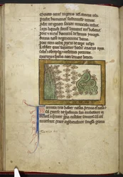 Royal MS 12 C XIX, f.24v Formigas, de 