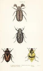 Escaravelhos: Pelidnota pulchella subsp