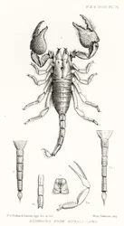 Escorpianos da Somália-terra, ilustração de The Hope Reports, vol. II, 1897-1900., Editado por Edward B. Poulton, Oxford, 1901