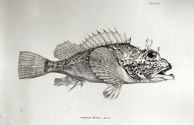 Peixe-escorpião, prancha 8 de «A zoologia da viagem do H.M.S. Beagle, 1832-36», de Charles Darwin
