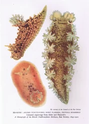 Lesmas do mar, Natureza na Grã-Bretanha publicado por Collins