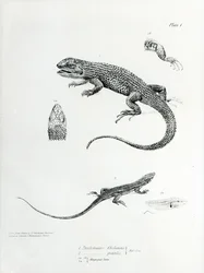 Iguana shingled, ilustração de &39;A zoologia da viagem de HMS Beagle, 1832-36&39; por Charles Darwin