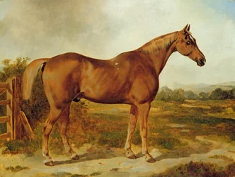 Silvertail, Retrato de um Cavalo (óleo sobre tela)