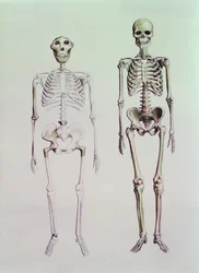 Esqueletos do Australopithecus Boisei e Homo Sapiens