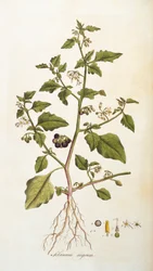 Solanum nigrum [erva-moura], ilustração de Flora Londiniensis [Flores de Londres] de William Curtis, publicada 1777-98