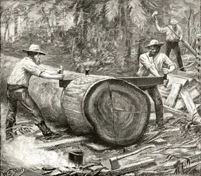 Splitters in the Bush, c.1880, de &39;Australian Pictures&39;, de Howard Willoughby, publicado pela Religious Tract Society, Londres, 1886