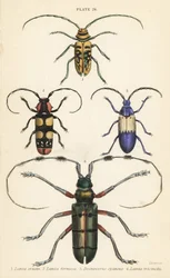 Sternotomis pulchra 1, Tragocephala formosa 2, elderberry borer, Desmocerus palliatus 3, e Thysia wallichii 4