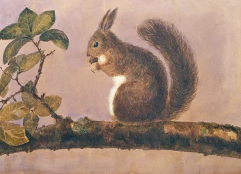Estudo de um esquilo em um galho, c.1840 (wc no papel)