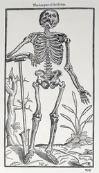 A parte anterior dos ossos, placa de The Historie of Man publicada por John Banister (1540-1610), 1578