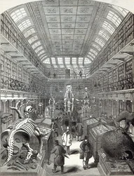 O Hunterian Museum, no Royal College of Surgeons, de "The Illustrated London News", 4 de outubro de 1845