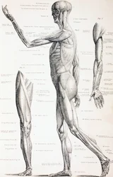 Os músculos do corpo humano, c.1890