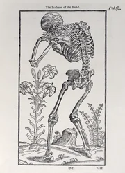 O Sceleton of the Backe, prato de The Historie of Man publicado por John Banister (1540-1610), 1578
