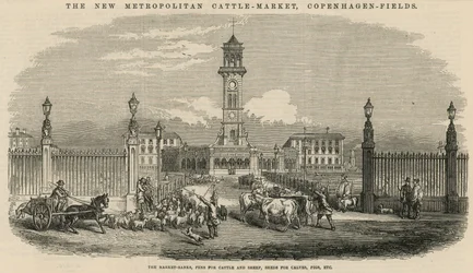 O novo mercado de gado metropolitano, campos de Copenhague