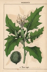 Maçã espinhosa com flores brancas e frutos espinhosos.   , de "The Instructive Picturebook, or Lessons from the Vegetable World," [Charlotte Mary Yonge], Edimburgo