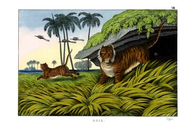 Tigre