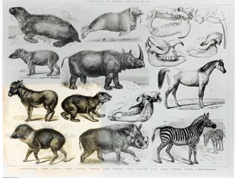 Ungulata ou animais com cascos