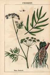 Bicho de água mostrando folhas, estrutura das raízes e flores. Cicuta virosa , de "The Instructive Picturebook, or Lessons from the Vegetable World," [Charlotte Mary Yonge], Edimburgo