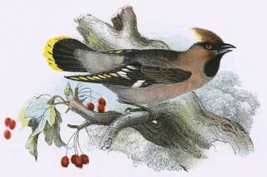 Waxwing