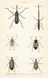 Gorgulhos: Brentus ancharago 1, Rhina barbirostris 2, Curculio cuviera 3, Eupholus geoffroyi 4, Larinus ursus 5 e Curculio sphacelatus 6