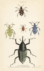 Gorgulhos e escaravelhos: Curculio latreillii 1, Curculio sexdecempunctatus 2, Trichaptus mutillarius 3, Pissodes castaneus 4 e Calandra heros 5