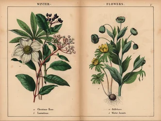 Rosa de Natal branca, laurustinus branco, hellebore verde, e aconita de inverno amarela. , do "The Instructive Picturebook, or Lessons from the Vegetable World," [Charlotte Mary Yonge], Edimburgo