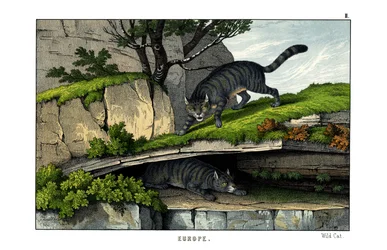 Gato selvagem