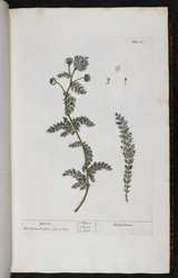 Yarrow, Placa 18 de 