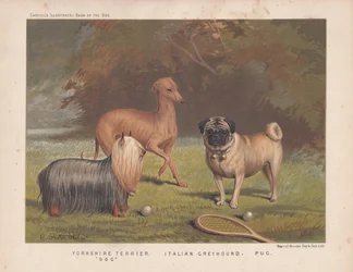 Yorkshire terrier, galgo italiano e pug mostrado com raquete e bolas de ténis