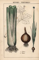 , de "The Instructive Picturebook, or Lessons from the Vegetable World", [Charlotte Mary Yonge], Edimburgo