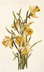 Ainda vida, narcisos (óleo no vidro de opala)