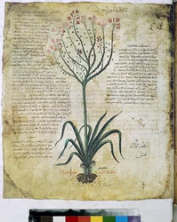 Herbário de Dioscórides (miniatura)