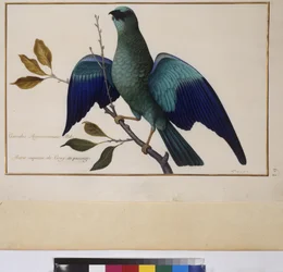 Página inteira: estudo de animais, c.1650-75 (têmpera sobre pergaminho)