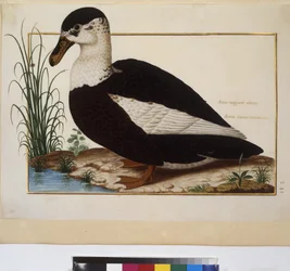 Página inteira: estudo de animais, c.1650-75 (têmpera sobre pergaminho)