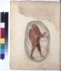 Página inteira: mergulhador com fato de mergulho, c.1430 (desenho a caneta de cor)
