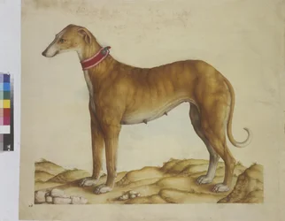 Página inteira: miniatura: cão, c.1562-1580 (aguarela sobre papel)