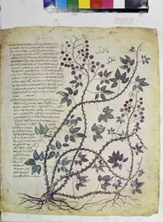 Página inteira: miniatura com inscrições: Rubus tomentosus (miniatura)