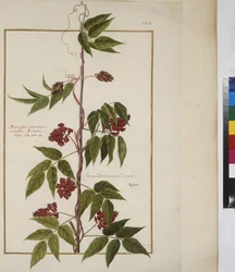 Página inteira: estudo de plantas, c.1650-75