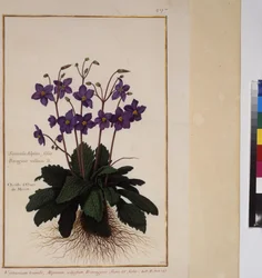 Página inteira: estudo de plantas, c.1650-75