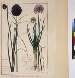 Página inteira: estudo de plantas, c.1650-75