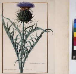 Página inteira: estudo de plantas, c.1650-75