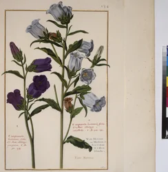 Página inteira: estudo de plantas, c.1650-75